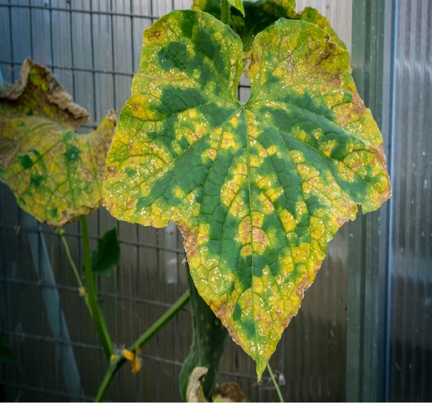 Fabricant produits d'entretien